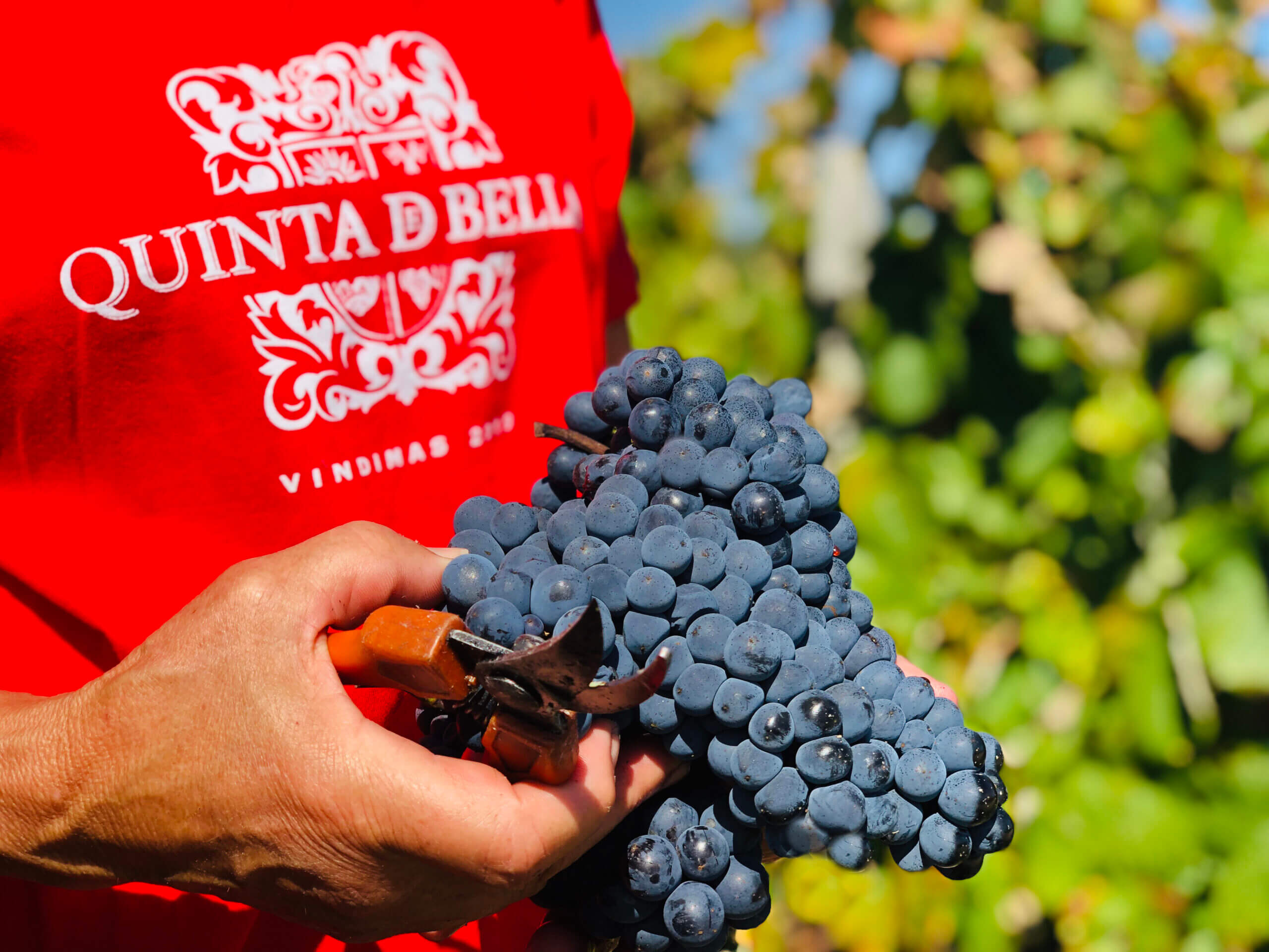 Quinta de Bella Vindimas