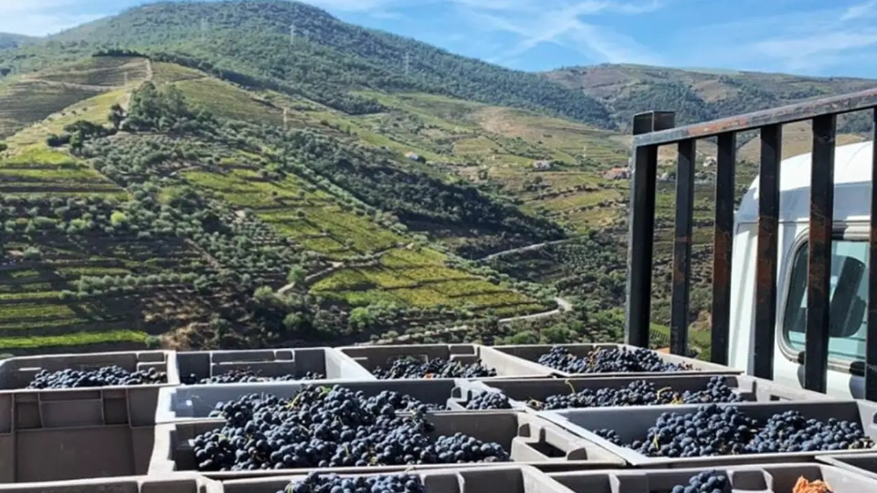 Joana Pinhao Vindima. Vinhos Parapente, Joana Pinhão Vinhos, Parapente Vinhos Verdes, Parapente Trás-os-Montes