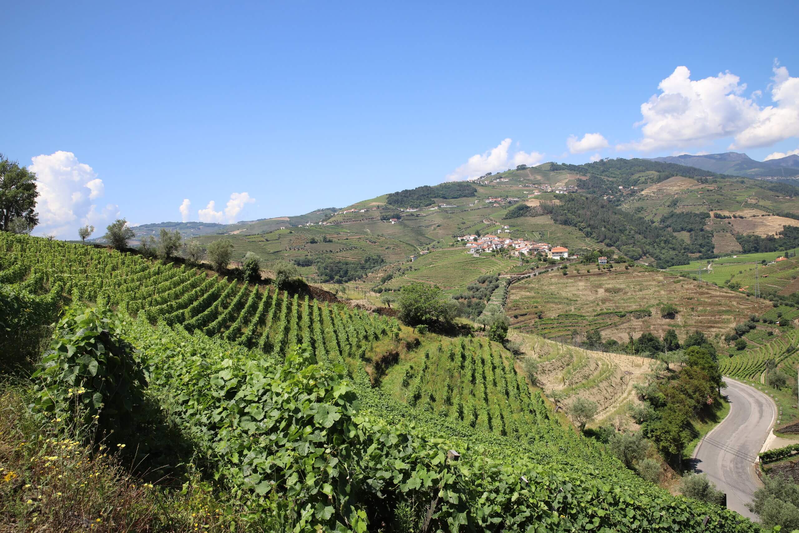 Vinhas da Quinta da Gaivosa