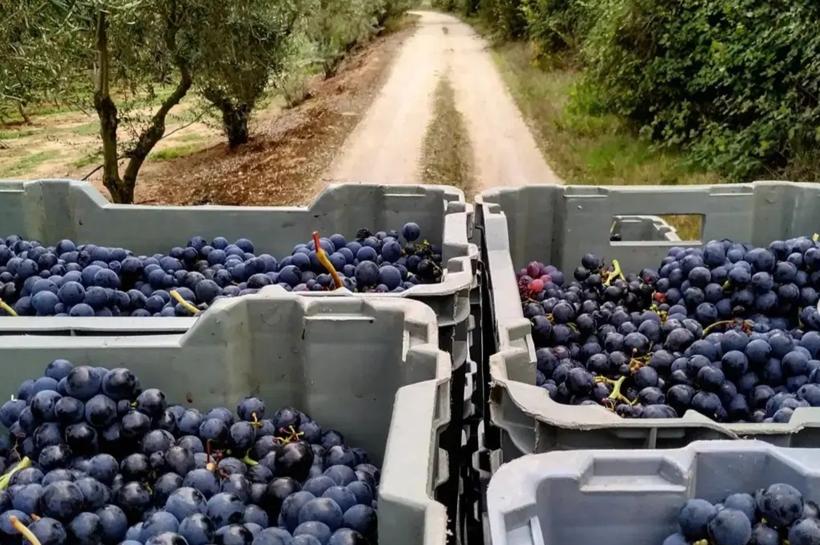Serra Oca Vindima Quinta do Olival da Murta