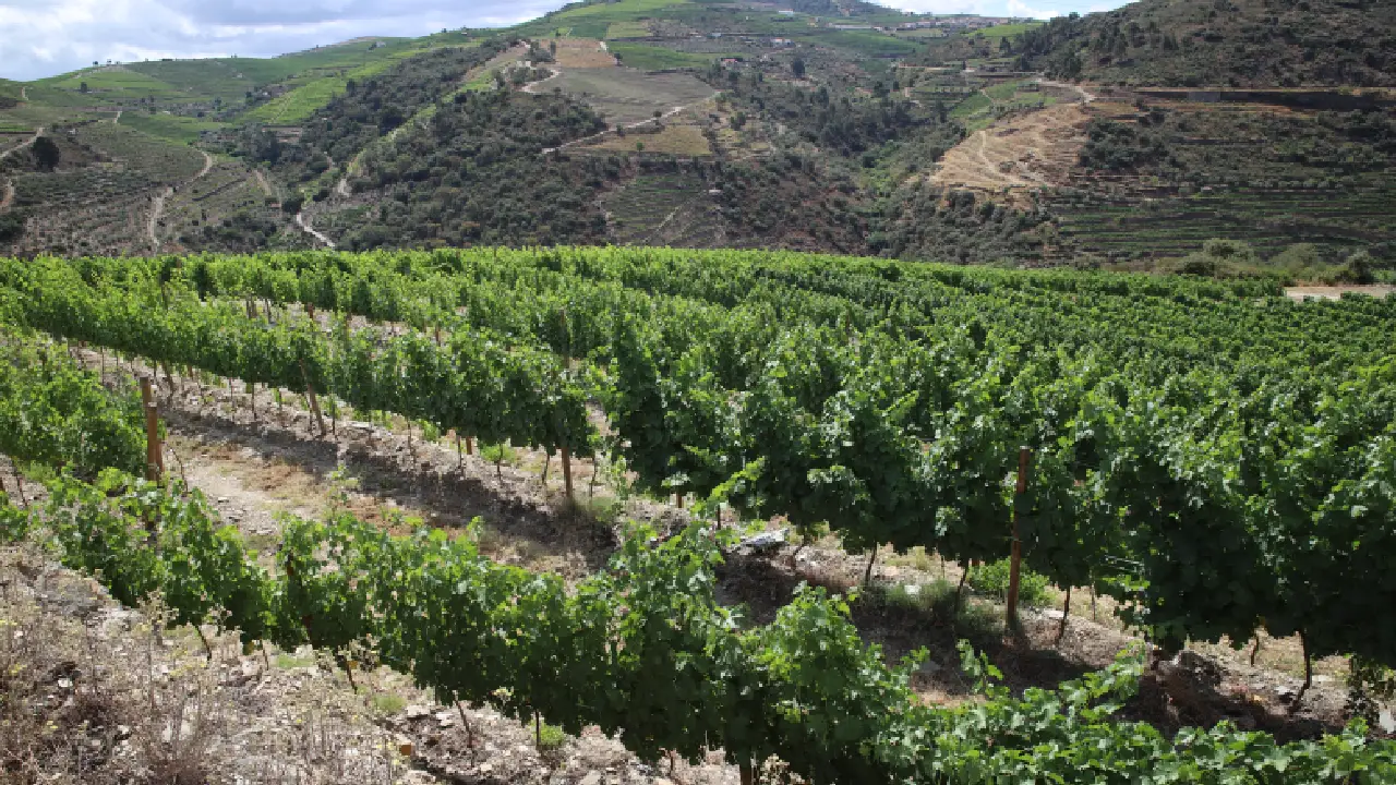 Quinta da Furada Vinhas Furada Vinhos do Douro, Pata D´Urso Vinhos do Douro, Quinta da Furada Douro, Quinta da Furada Vinhas Centenárias