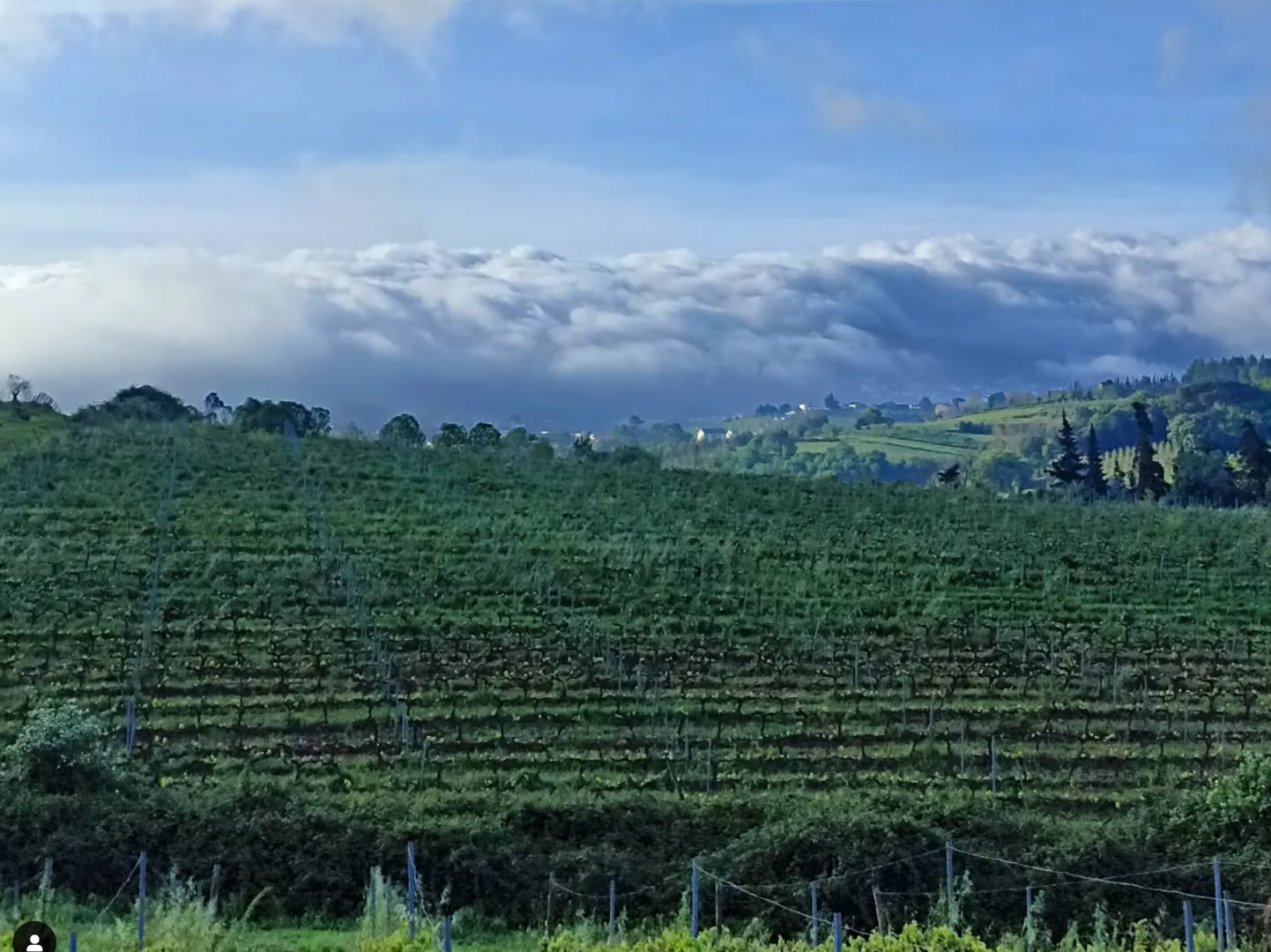 Quinta do Olival da Murta Vinhas Quinta do Olival da Murta