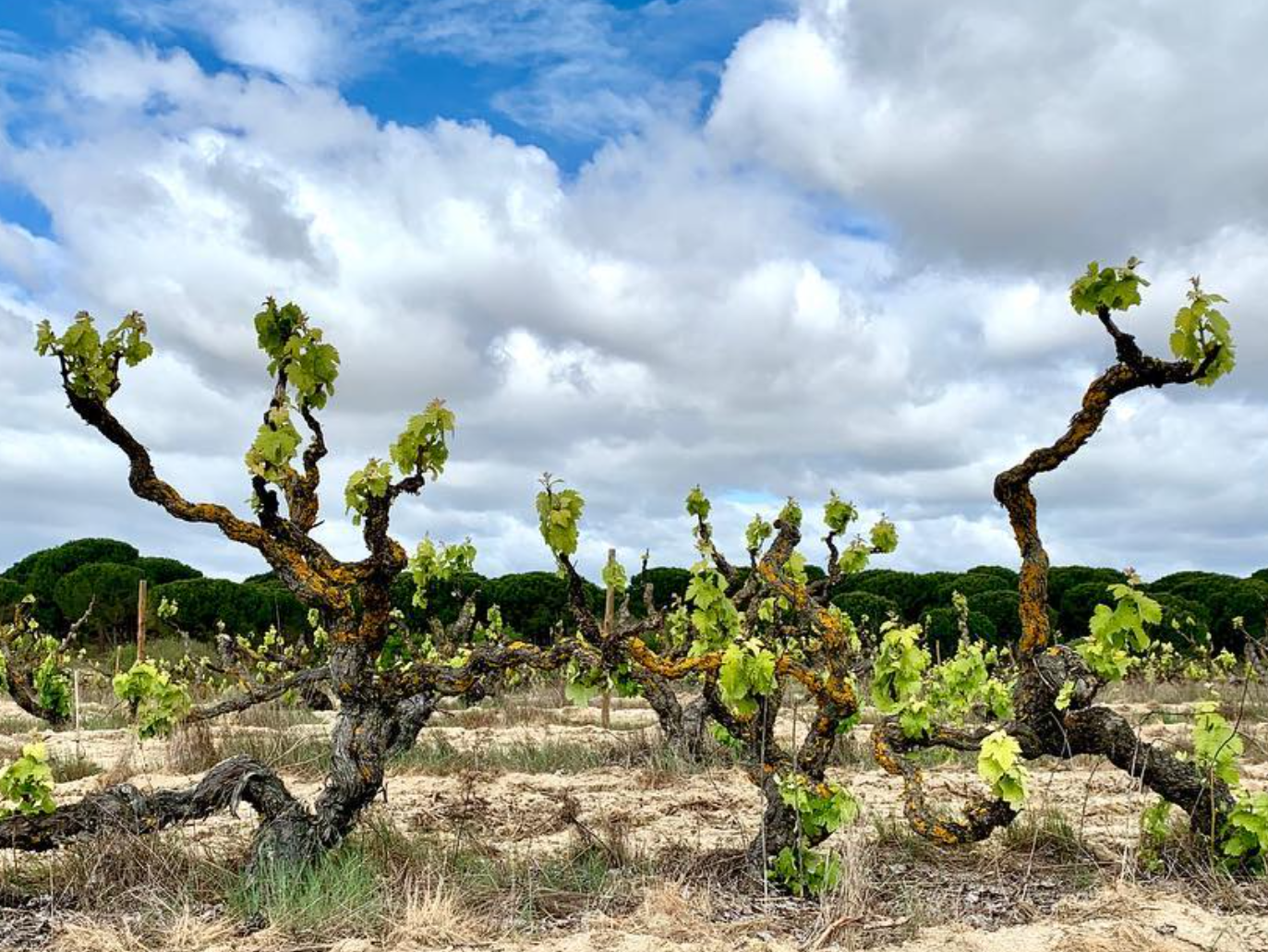 Herdade de Pegos Claros Vinhas Pegos Claros Pegões, Pegos Claros Setúbal, Pegos Claros Castelão