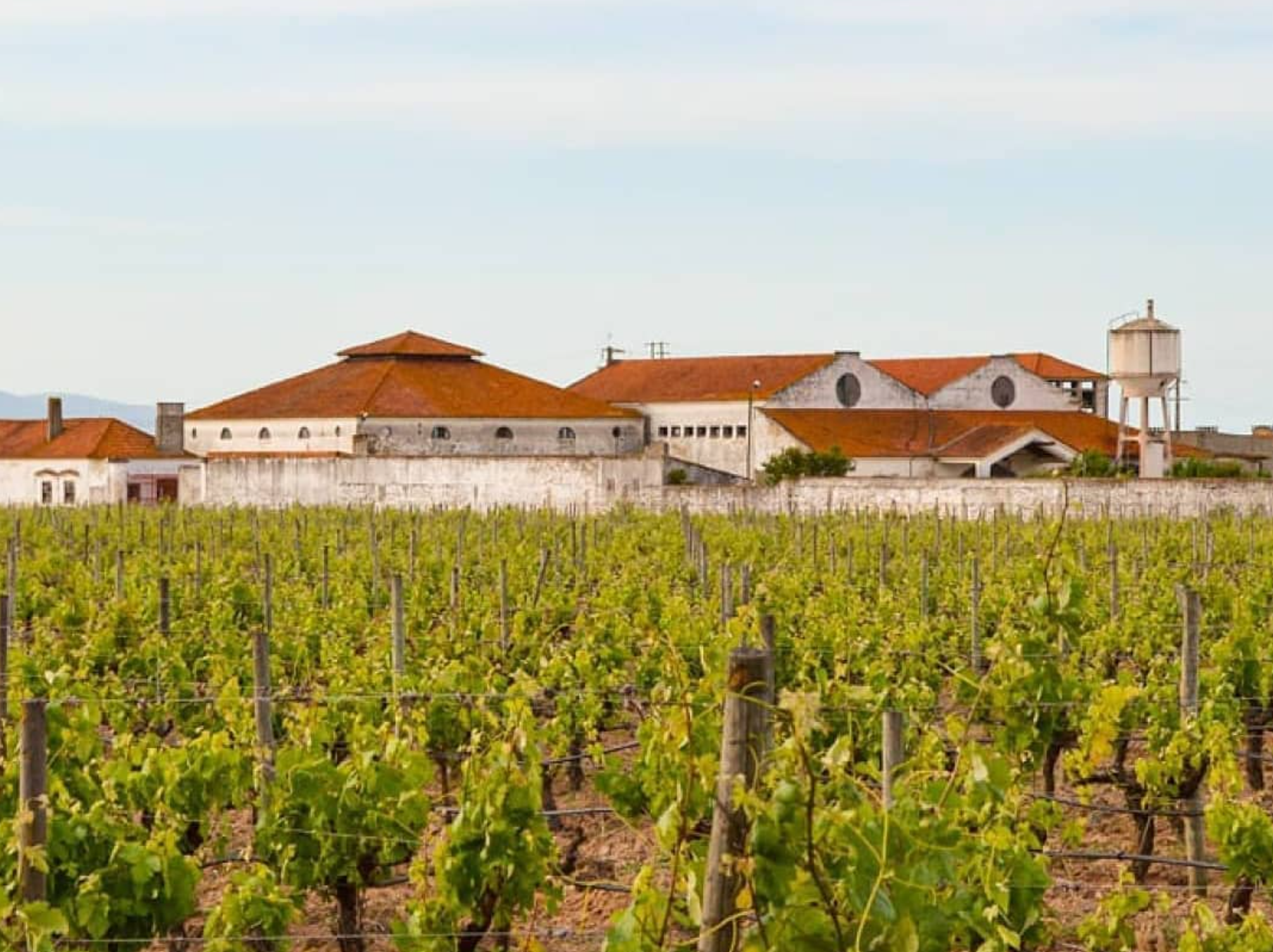 Pinhal da Torre Adega Pinhal da Torre Tejo, Vinhos do Tejo, Vinhos Pinhal da Torre