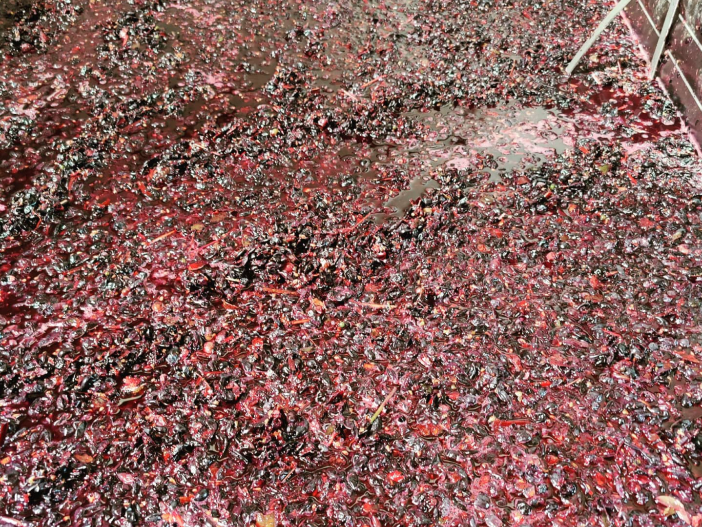 Pinhal da Torre Vinificação Pinhal da Torre Tejo, Vinhos do Tejo, Vinhos Pinhal da Torre