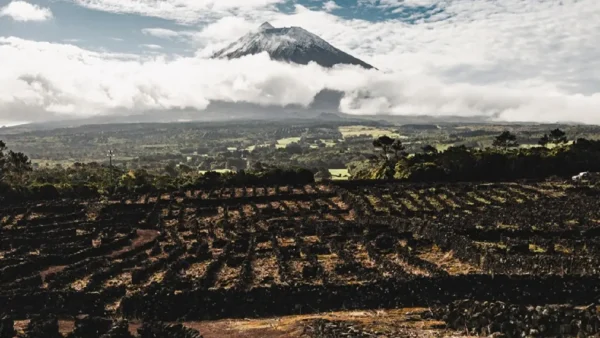 Tarelo Açores, Tarelo Vinhos dos Açores, Tarelo Pico, Tarelo Vinhos