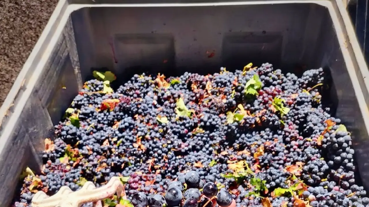 António Maçanita Fitapreta, António Maçanita Alentejo, Maçanita Vinhos do Alentejo, Maçanita Alentejo Fitapreta