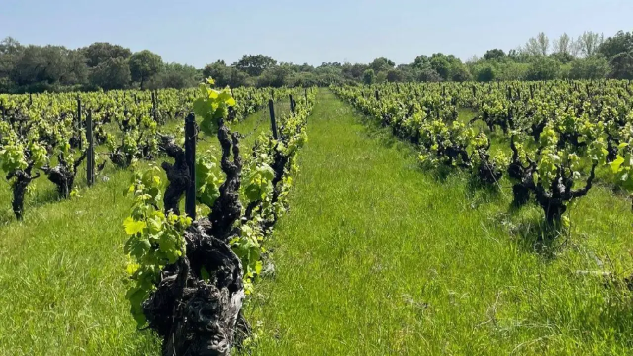 António Maçanita Fitapreta, António Maçanita Alentejo, Maçanita Vinhos do Alentejo, Maçanita Alentejo Fitapreta