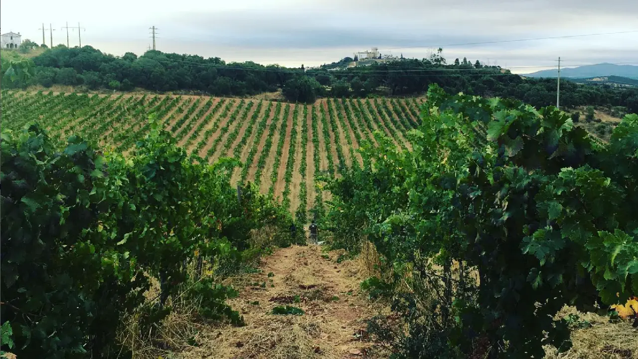 Quinta do Mouro Vinhas Quinta do Mouro Alentejo, Vinhos Quinta do Mouro, Quinta do Mouro Miguel Louro