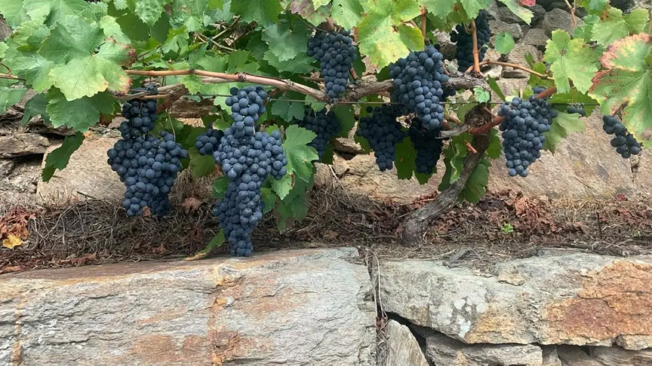 Guímaro Ribeira Sacra, Guímaro Galiza, Bodegas Guímaro Espanha, Guímaro Mencía