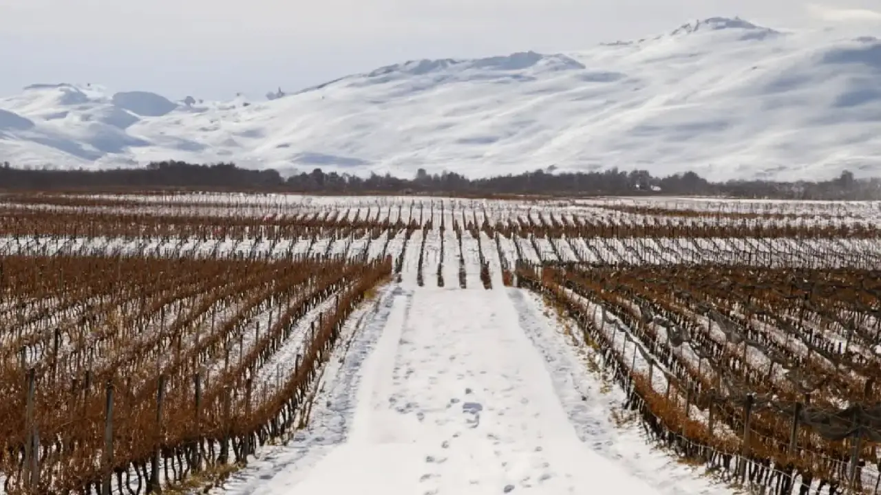 Catena Zapata Vinhas Inverno Zapata Vinhos Argentinos, Catena Zapata Argentina, Vinhos Argentinos, Malbec Argentino
