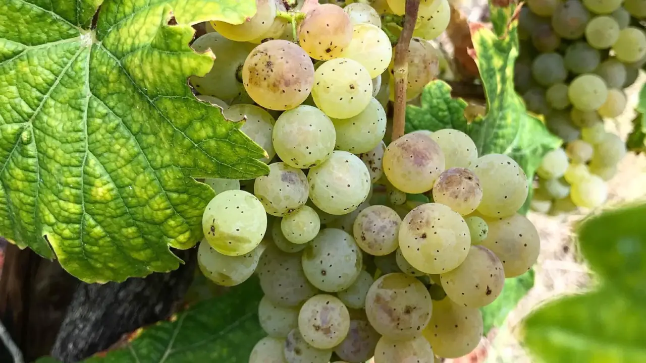 Joh Jos Prüm Riesling, Vinhos Brancos Joh Jos Prüm, Joh Jos Prüm Alemanha, Joh Jos Prüm Vinhos Riesling
