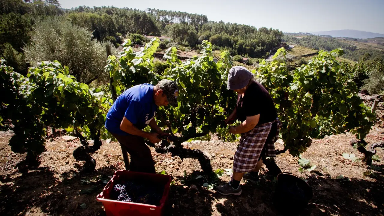 Márcio Lopes Vindimas Márcio Lopes Vinhos, Márcio Lopes Vinhos Verdes, Márcio Lopes Douro, Vinhos Márcio Lopes