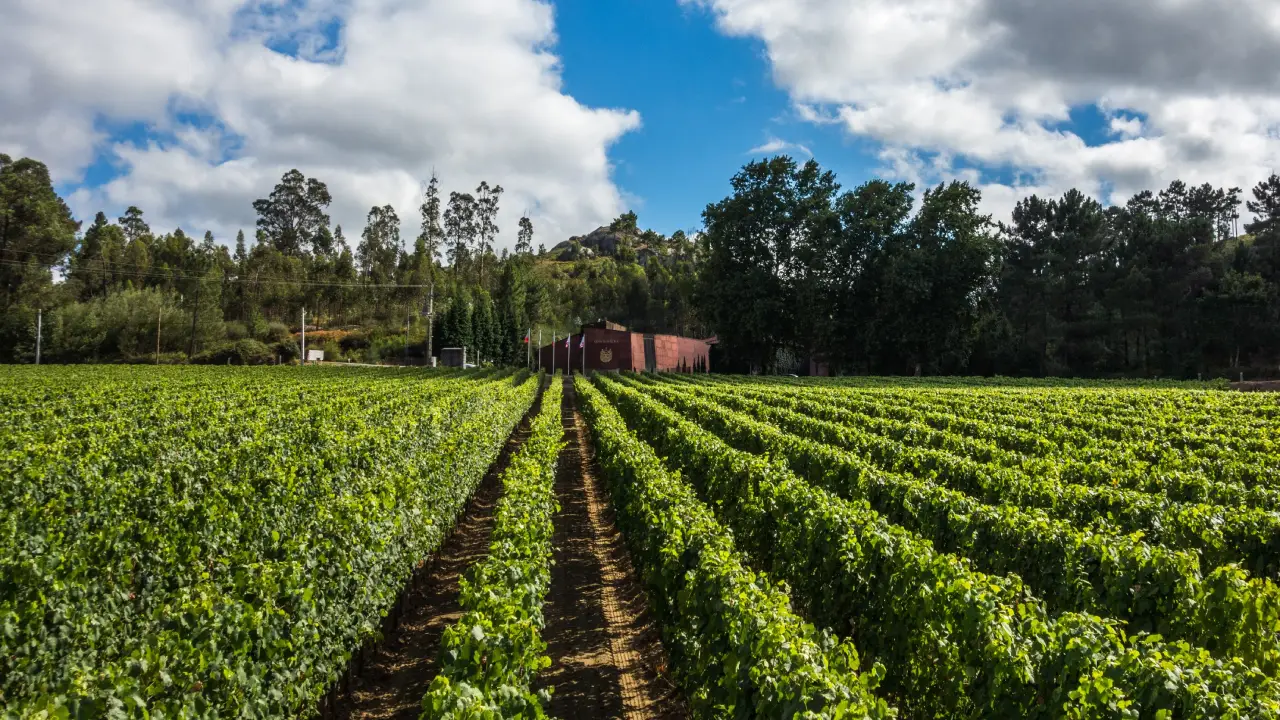 Quinta da Pedra Vinhos Verdes, Quinta da Pedra Monção Melgaço, Quinta da Pedra Alvarinho, Vinhos Quinta da Pedra, Quinta da Pedra Minho