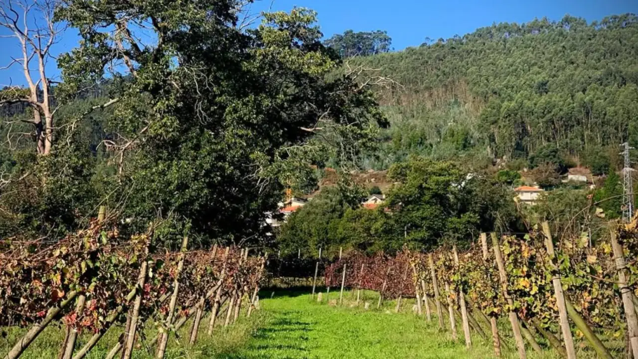 Casa do Capitão Mor, Capitão Mor Vinhos, Quinta do Capitão Mor, Casa de Paços Vinhos Verdes, Casa de Paços Alvarinho