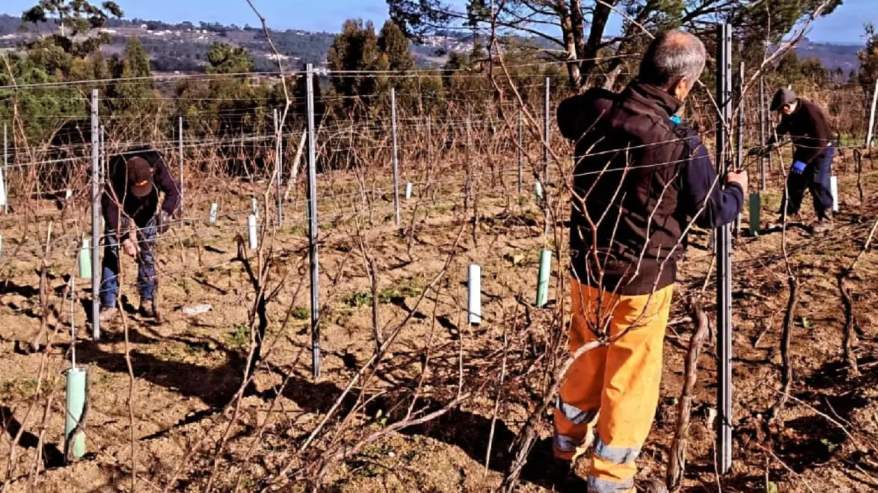 Vinha da Neta Branco, Quinta do Sobral Vinha da Neta Branco, Sobral Santar Vinha da Neta Branco