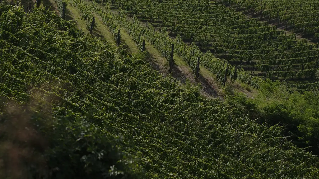 Sottimano Barbaresco, Sottimano Piemonte, Vinhos Sottimano, Barbaresco Sottimano, Sottimano Vinhos Italianos