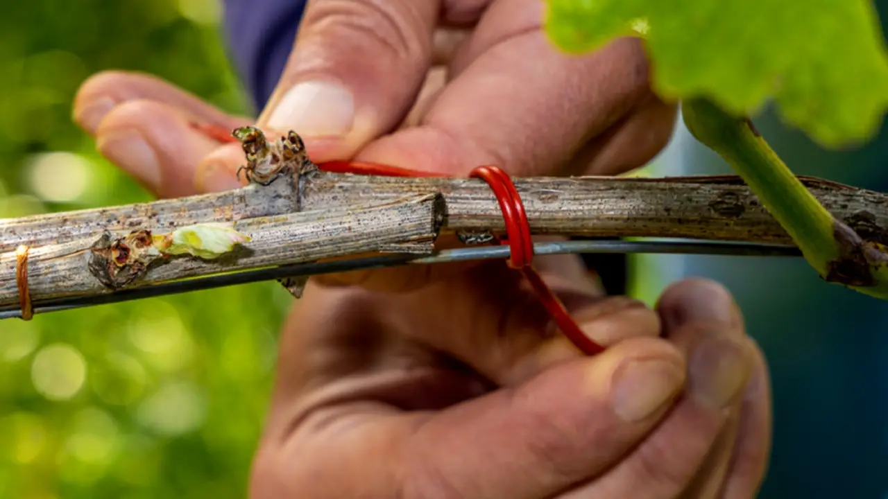 Sottimano Barbaresco, Sottimano Piemonte, Vinhos Sottimano, Barbaresco Sottimano, Sottimano Vinhos Italianos