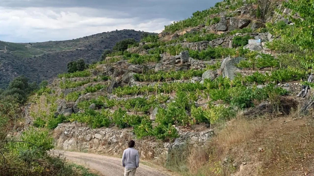 Telmo Rodriguez Vinhas Telmo Rodriguez Vinhos, Telmo Rodriguez Vinhas Velhas, Telmo Rodriguez Espanha