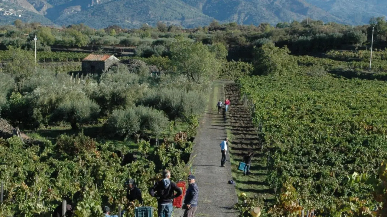 Tenuta Delle Terre Nere Vinhas Terre Nere Etna, Terre Nere Sicilia, Terre Nere Itália, Vinhos Terre Nere
