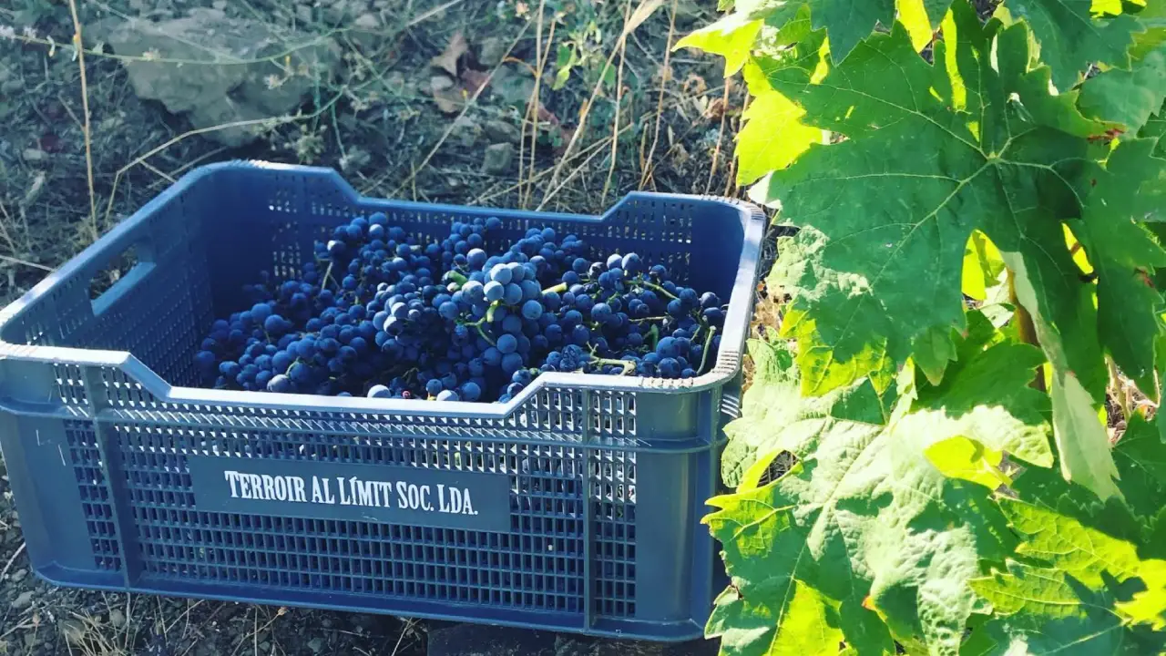 Terroir Al Límit Vindimas Terroir Al Límit Priorat, Terroir Al Límit Vinhos, Terroir Al Límit Espanha