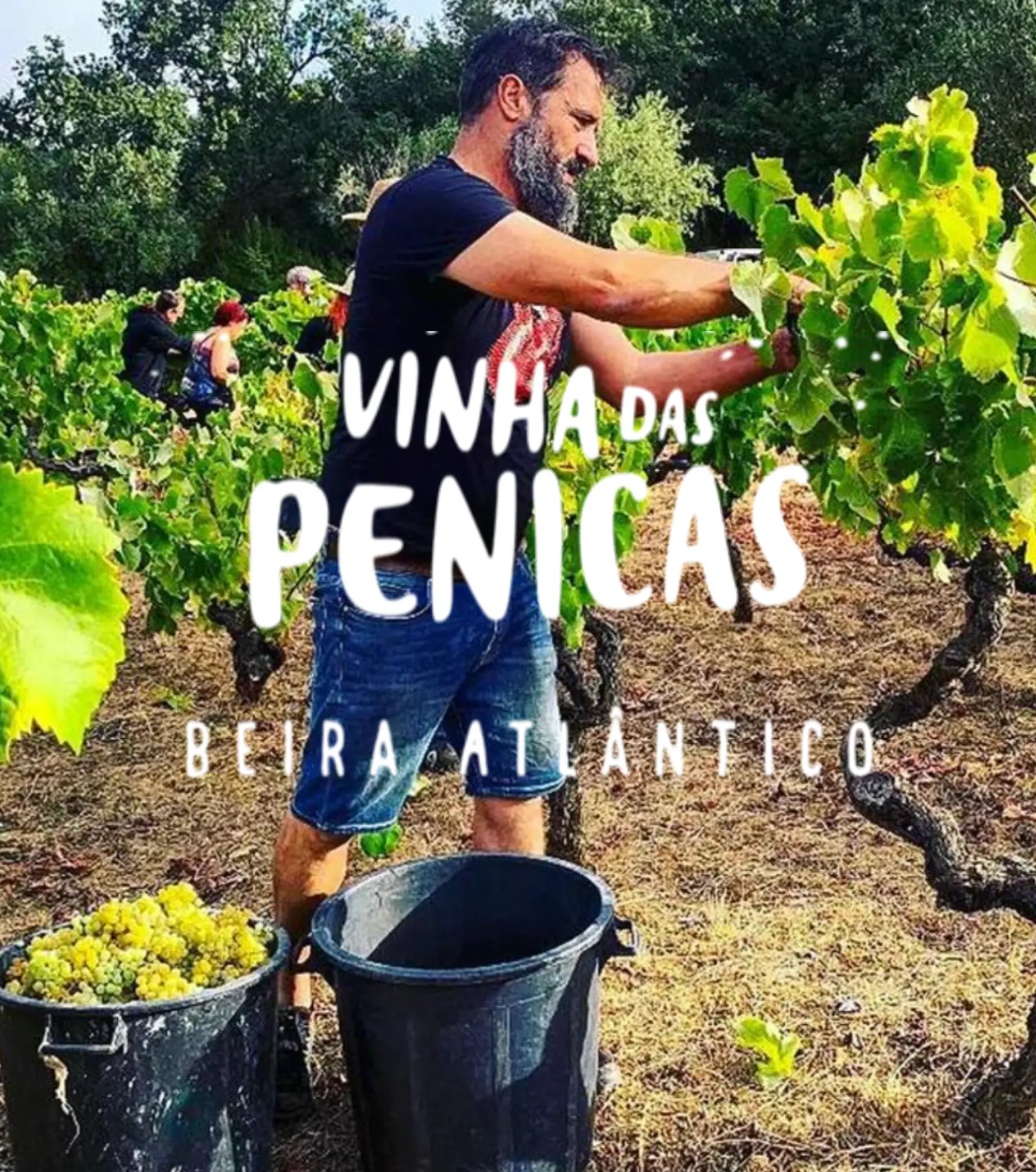 Vinha das Penicas