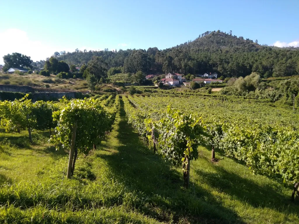vinha-alvarinho Márcio Lopes Vinhos, Márcio Lopes Vinhos Verdes, Márcio Lopes Douro, Vinhos Márcio Lopes