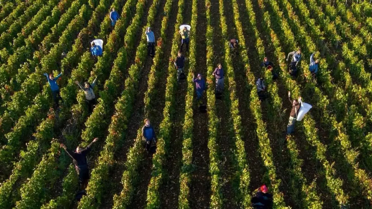 Domaine de Bellene Borgonha, Vinhos Domaine de Bellene, Domaine de Bellene Vinhos da Borgonha