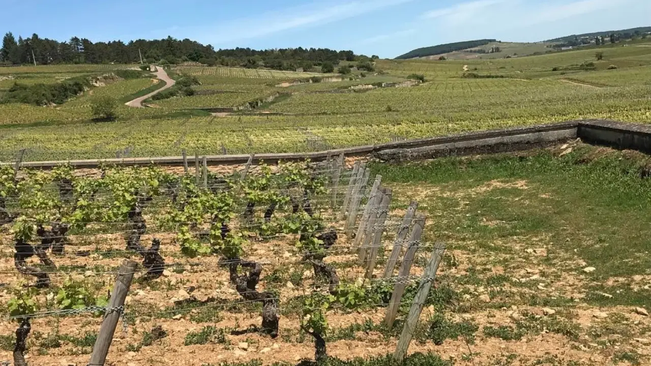 Domaine de Bellene Borgonha, Vinhos Domaine de Bellene, Domaine de Bellene Vinhos da Borgonha