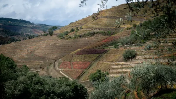 Wine & Soul Vinha da Manoella Wine & Soul Douro, Qine & Soul Quinta da Manoella, Wine & Soul Douro, Wine & Soul Vinhos do Douro