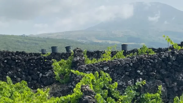 Insula Açores, Insula Vinhos, Insula Pico Wines, Vinhos dos Açores Insula