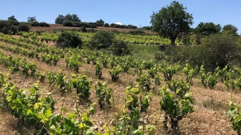 Guimel del Mercado, Casa Lebai Ribeira del Duero, Vinhos Casa Lebai, Vinhos Guimel del Mercado