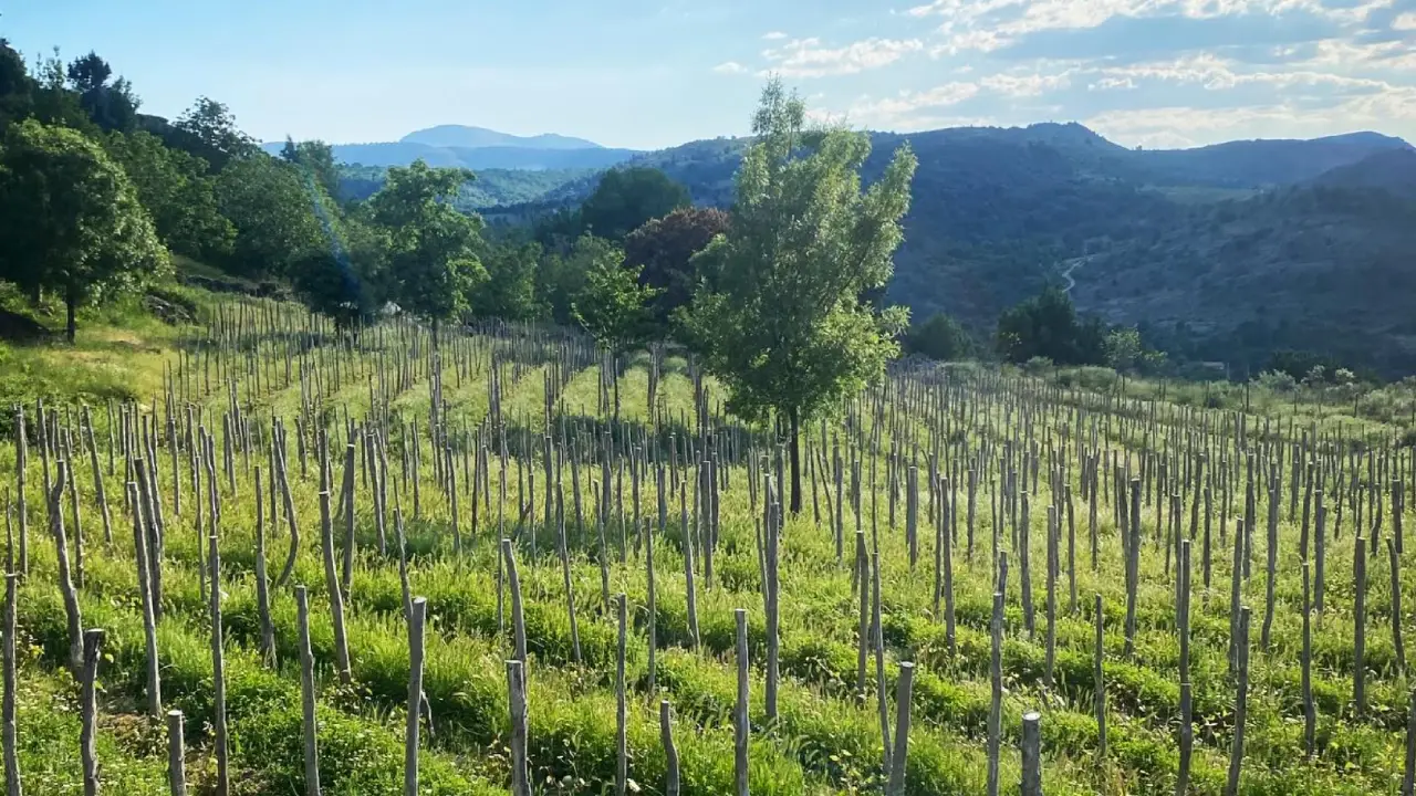 Comando G Serra de Grerdos, Vinhos Serra de Gredos, Comando G Garnacha, Vinhos Madrid, Garnacha Serra de Gredos