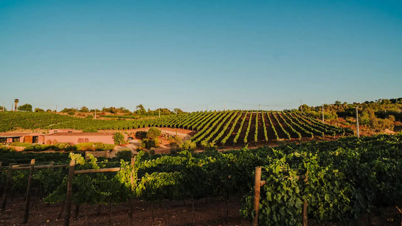 Arvad Vinhos, Arvad Algarve, Arvad Negra Mole, Arvad Vinhos do Algarve, Arvad
