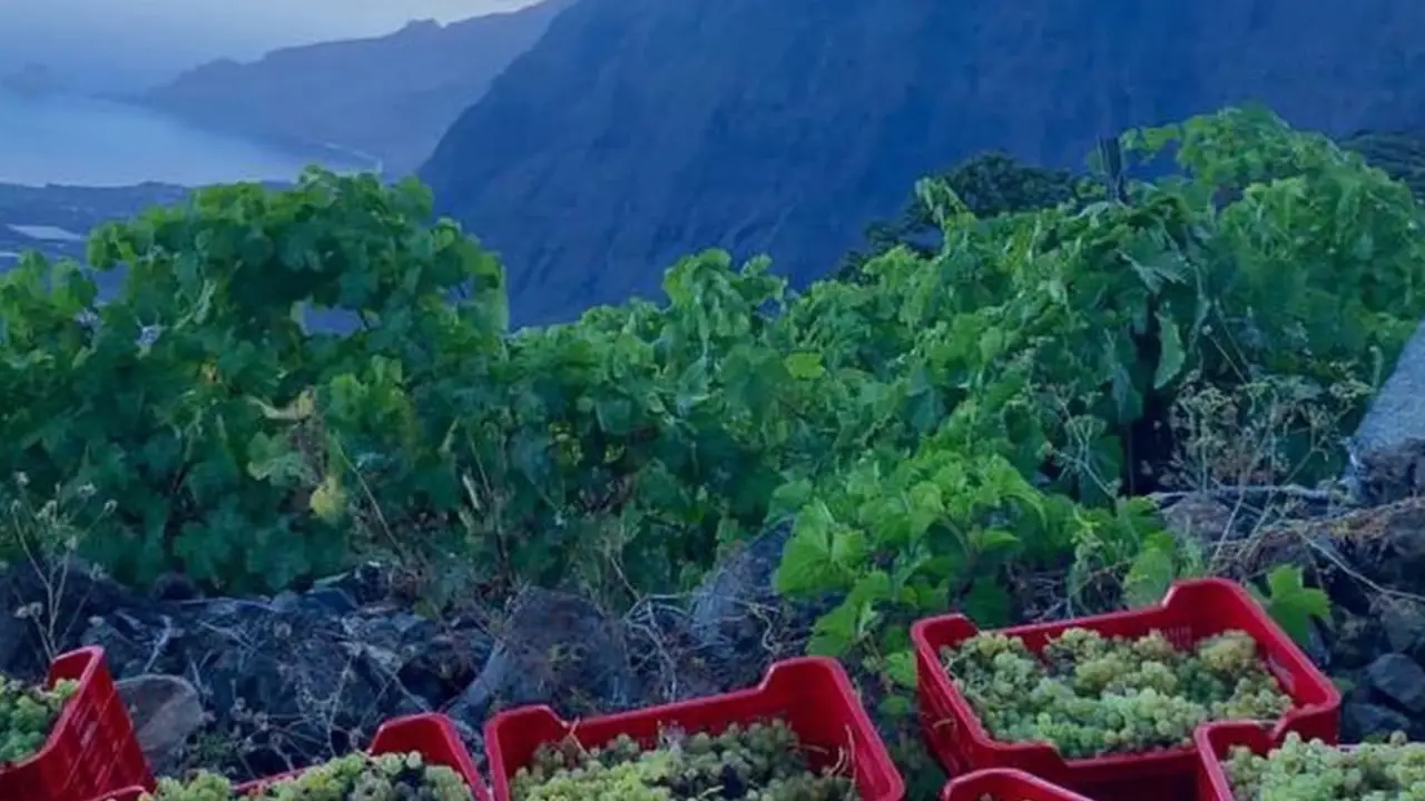 Bimbache Canárias, Bimbache Vinhos das Canárias, Bimbache Vinhos Vulcânicos