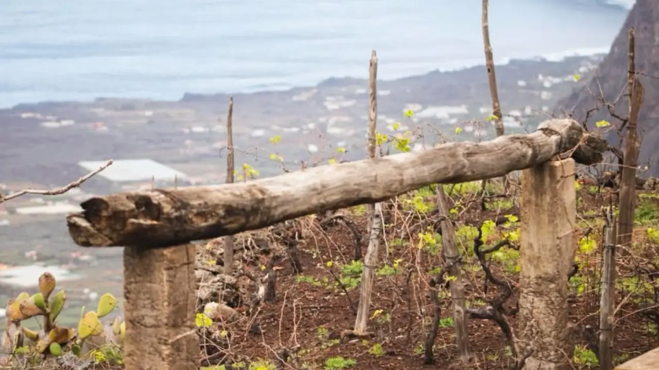 Bimbache Canárias, Bimbache Vinhos das Canárias, Bimbache Vinhos Vulcânicos
