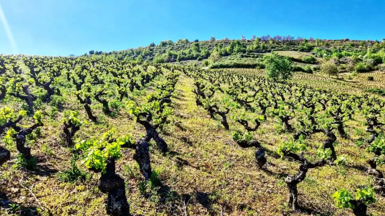 Antoine Graillot e Raúl Pérez, Encinas Bierzo, Raul Perez Encinas, Antoine Graillot Encinas, Vinho Tinto Encinas, Encinas Bierzo